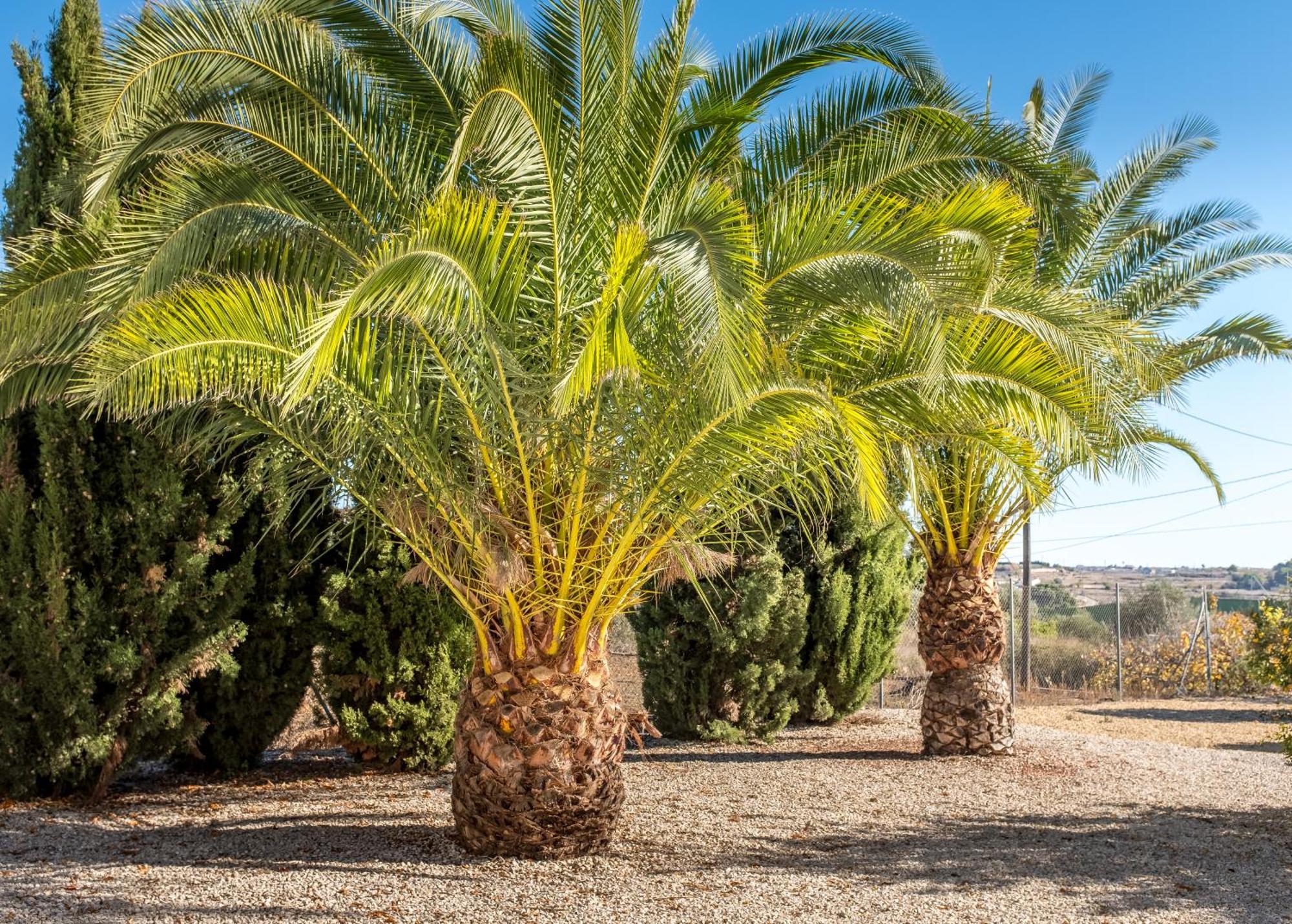 Finca De La Pansa Benissa Bagian luar foto
